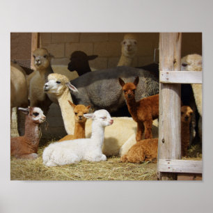 Poster Alpaca Barn