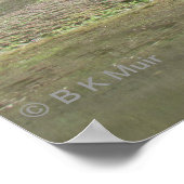 Poster - Alpacas op de heuvel (Hoek)