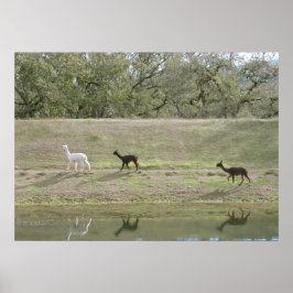 Poster - Alpacas op de heuvel