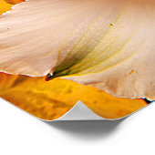 Poster Alstroemeria Flowers/Print (Hoek)