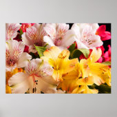 Poster Alstroemeria Flowers/Print (Voorkant)