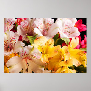 Poster Alstroemeria Flowers/Print
