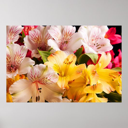 Poster Alstroemeria Flowers/Print (Voorkant)