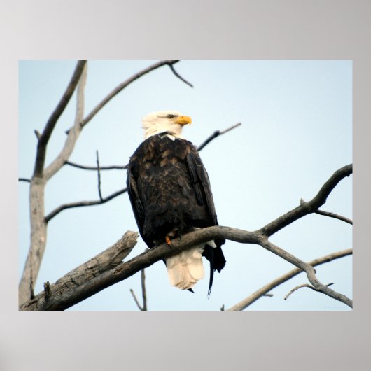 Poster Amerikaanse Bald Eagle (Voorkant)