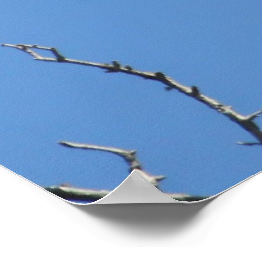 Poster Amerikaanse Bald Eagle (Hoek)