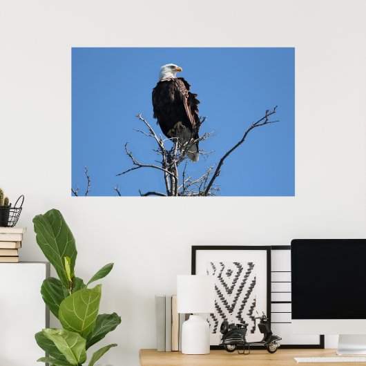 Poster Amerikaanse Bald Eagle (Thuiskantoor)