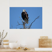 Poster Amerikaanse Bald Eagle (Keuken)