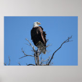 Poster Amerikaanse Bald Eagle (Voorkant)