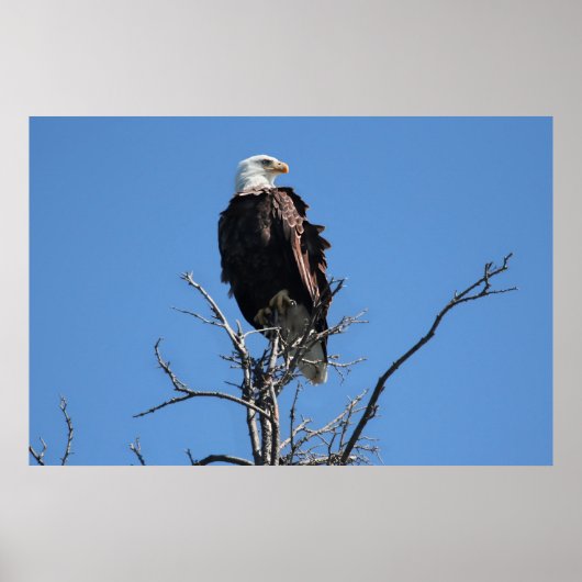 Poster Amerikaanse Bald Eagle (Voorkant)