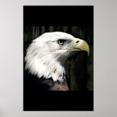 Poster Amerikaanse Bald Eagle Print Eagles Posters (Voorkant)