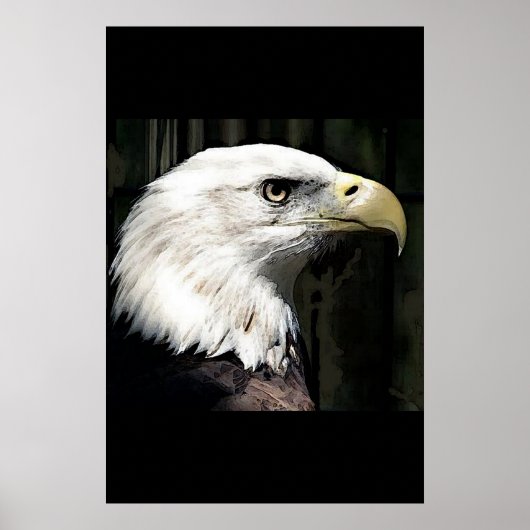 Poster Amerikaanse Bald Eagle Print Eagles Posters (Voorkant)