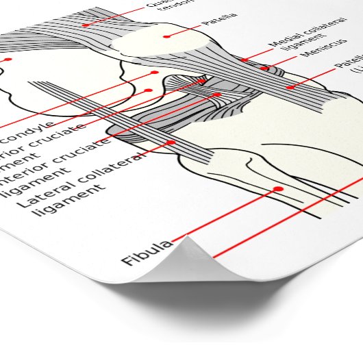 Poster Anatomisch diagram rechtskniegewricht (Hoek)
