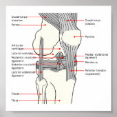 Poster Anatomisch diagram rechtskniegewricht (Voorkant)