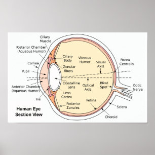 Poster Anatomisch Diagram van het Menselijk Oogbal