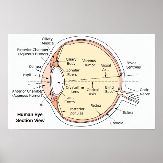 Poster Anatomisch Diagram van het Menselijk Oogbal (Voorkant)