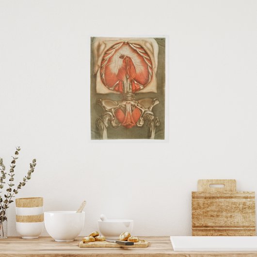Poster anatomische illustratie (Keuken)