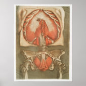 Poster anatomische illustratie (Voorkant)