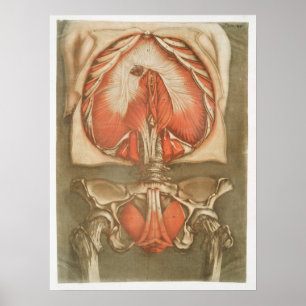Poster  anatomische illustratie