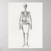 Poster anatomische illustratie (Voorkant)