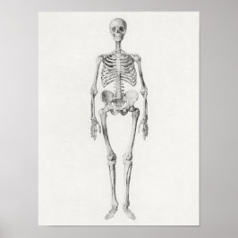 Poster  anatomische illustratie