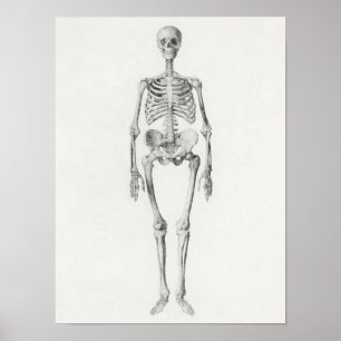 Poster anatomische illustratie