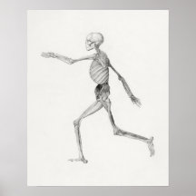 Poster  anatomische illustratie