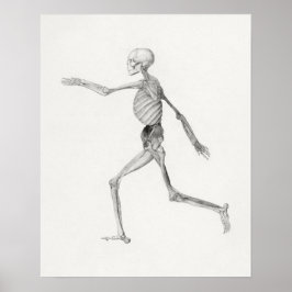 Poster  anatomische illustratie