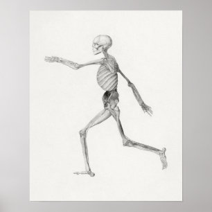 Poster  anatomische illustratie