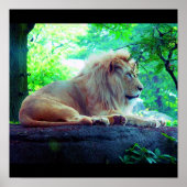 Poster-Animals-27 Poster (Voorkant)