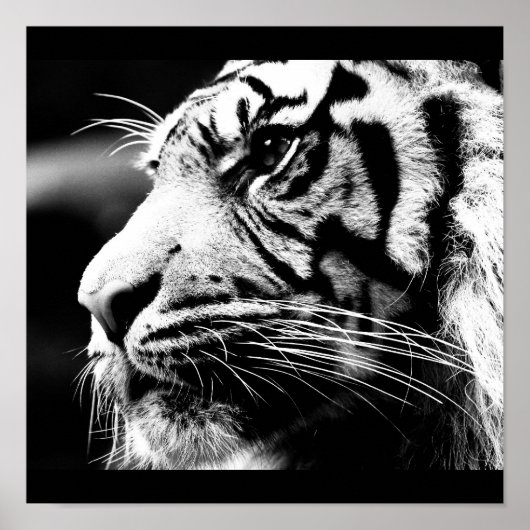 Poster-Animals-40 Poster (Voorkant)