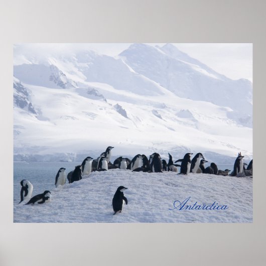 Poster Antarctica (Voorkant)