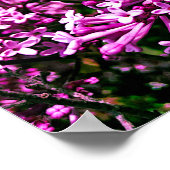 Poster - Antiek Paarse Lilacs in Highland Park (Hoek)