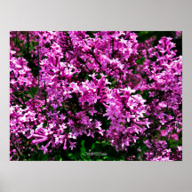 Poster - Antiek Paarse Lilacs in Highland Park