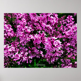 Poster - Antiek Paarse Lilacs in Highland Park