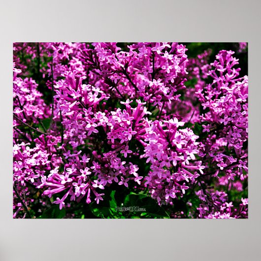 Poster - Antiek Paarse Lilacs in Highland Park (Voorkant)