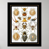 Poster artiest Ernst Haeckel Arachnida (Voorkant)