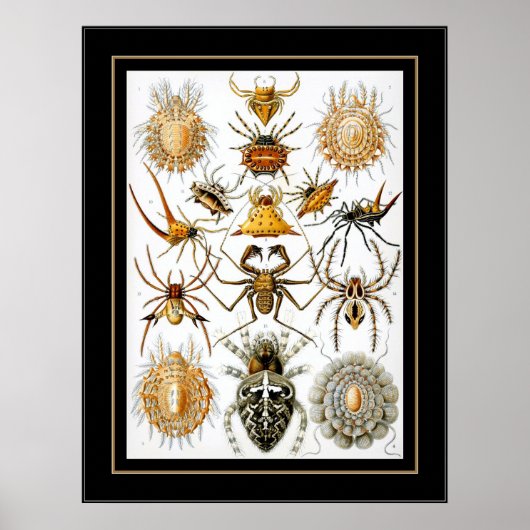 Poster artiest Ernst Haeckel Arachnida (Voorkant)