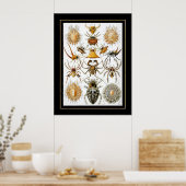 Poster artiest Ernst Haeckel Arachnida (Keuken)