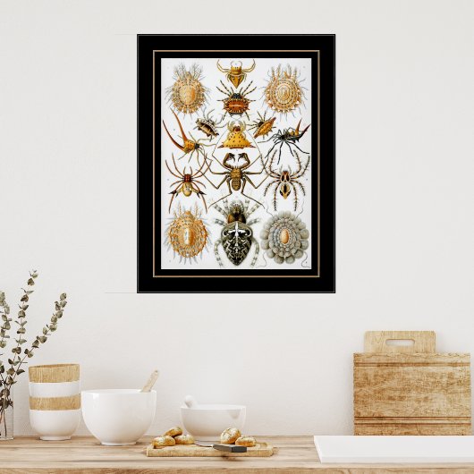 Poster artiest Ernst Haeckel Arachnida (Keuken)