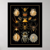 Poster artiest Ernst Haeckel Arachnida (Voorkant)