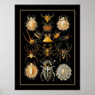 Poster  artiest Ernst Haeckel Arachnida