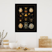 Poster artiest Ernst Haeckel Arachnida (Keuken)