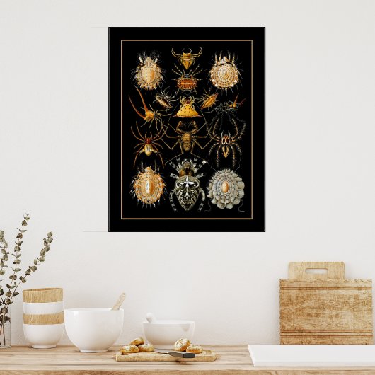 Poster artiest Ernst Haeckel Arachnida (Keuken)