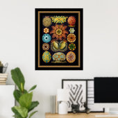 Poster  artiest Ernst Haeckel Ascidiae (Thuiskantoor)