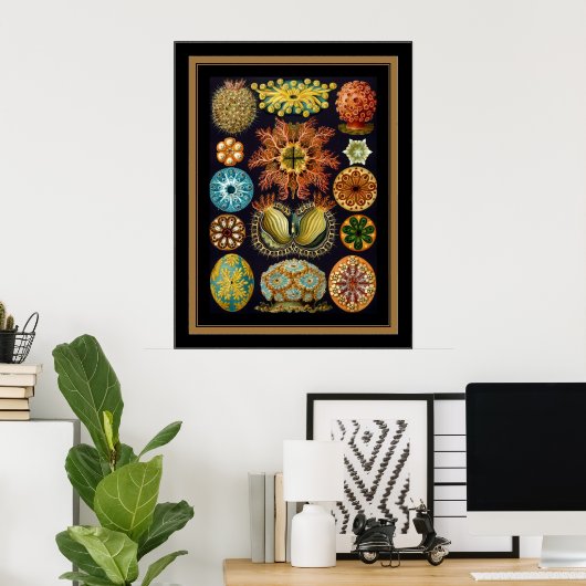 Poster  artiest Ernst Haeckel Ascidiae (Thuiskantoor)