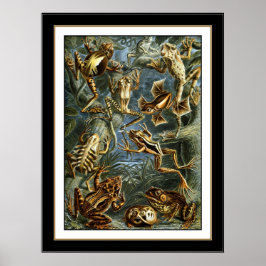 Poster  artiest Ernst Haeckel Batrachia