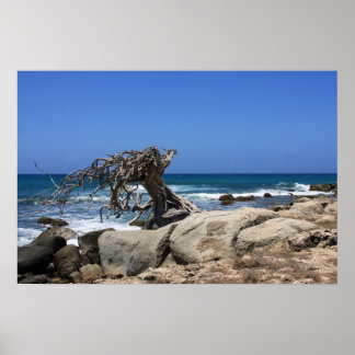 poster aruba