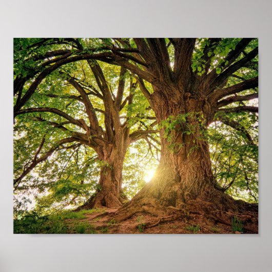 poster Arvore da Vida (Voorkant)