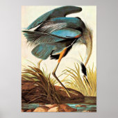  Poster Audubon (Voorkant)