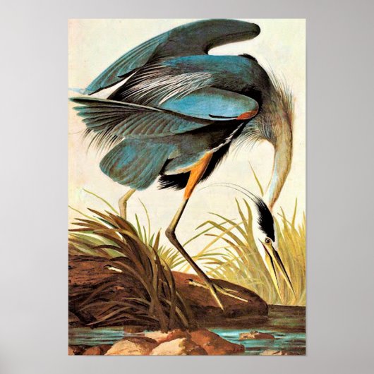  Poster Audubon (Voorkant)